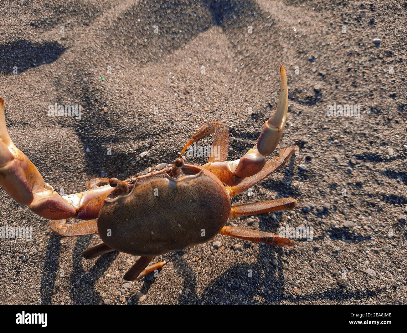 Back view from a big brown pregnant crab on sand beach looking u Stock ...