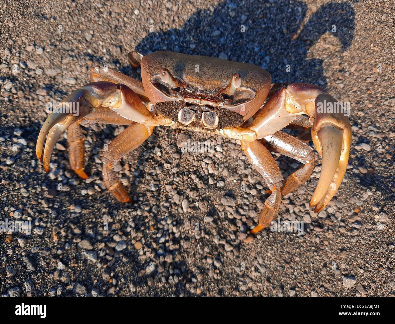 A big brown pregnant crab on beach sand looking up to camera Stock
