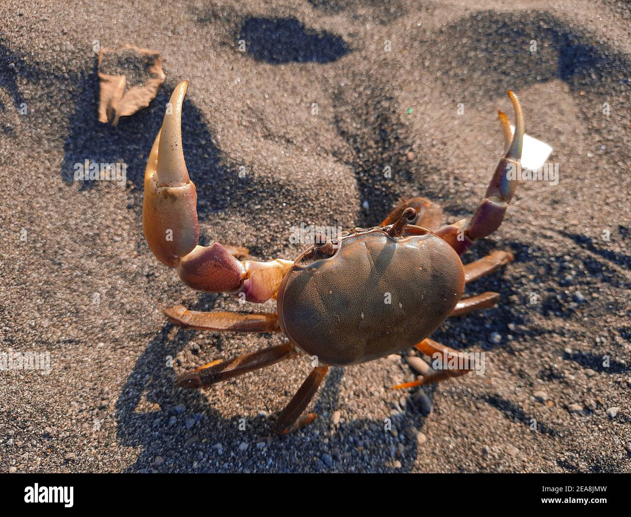 Pregnant crustacean hires stock photography and images Alamy