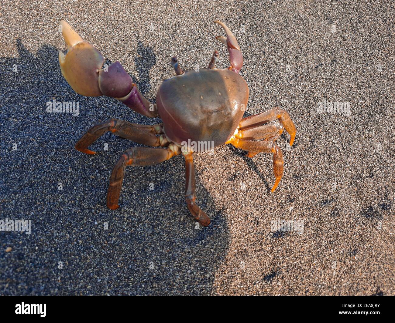 A big brown pregnant crab on sand beach looking up Stock Photo Alamy