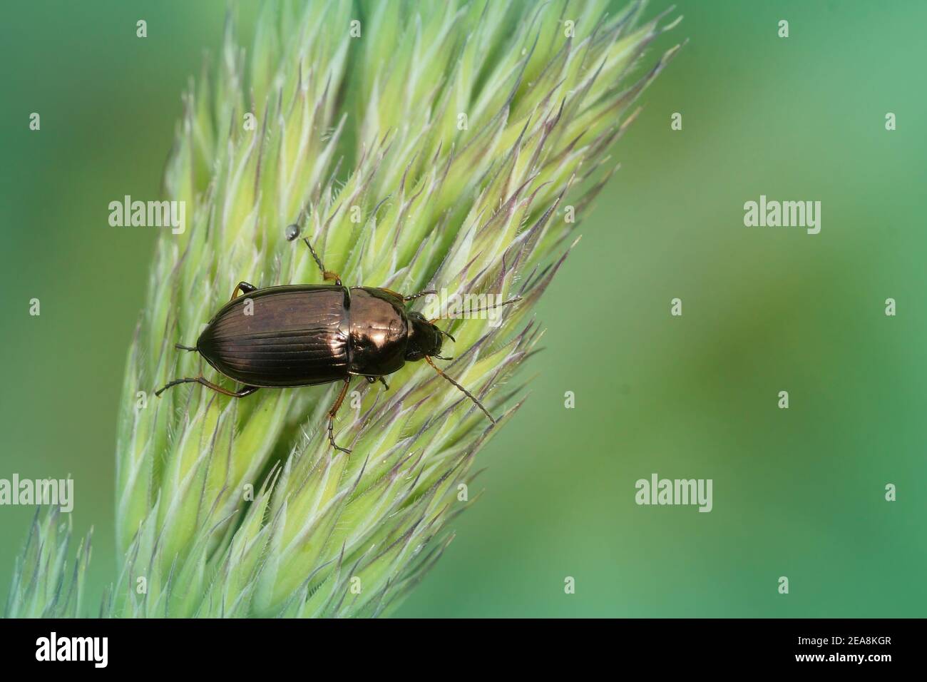 One of the ground beetles , Amara , on a grass blade Stock Photo