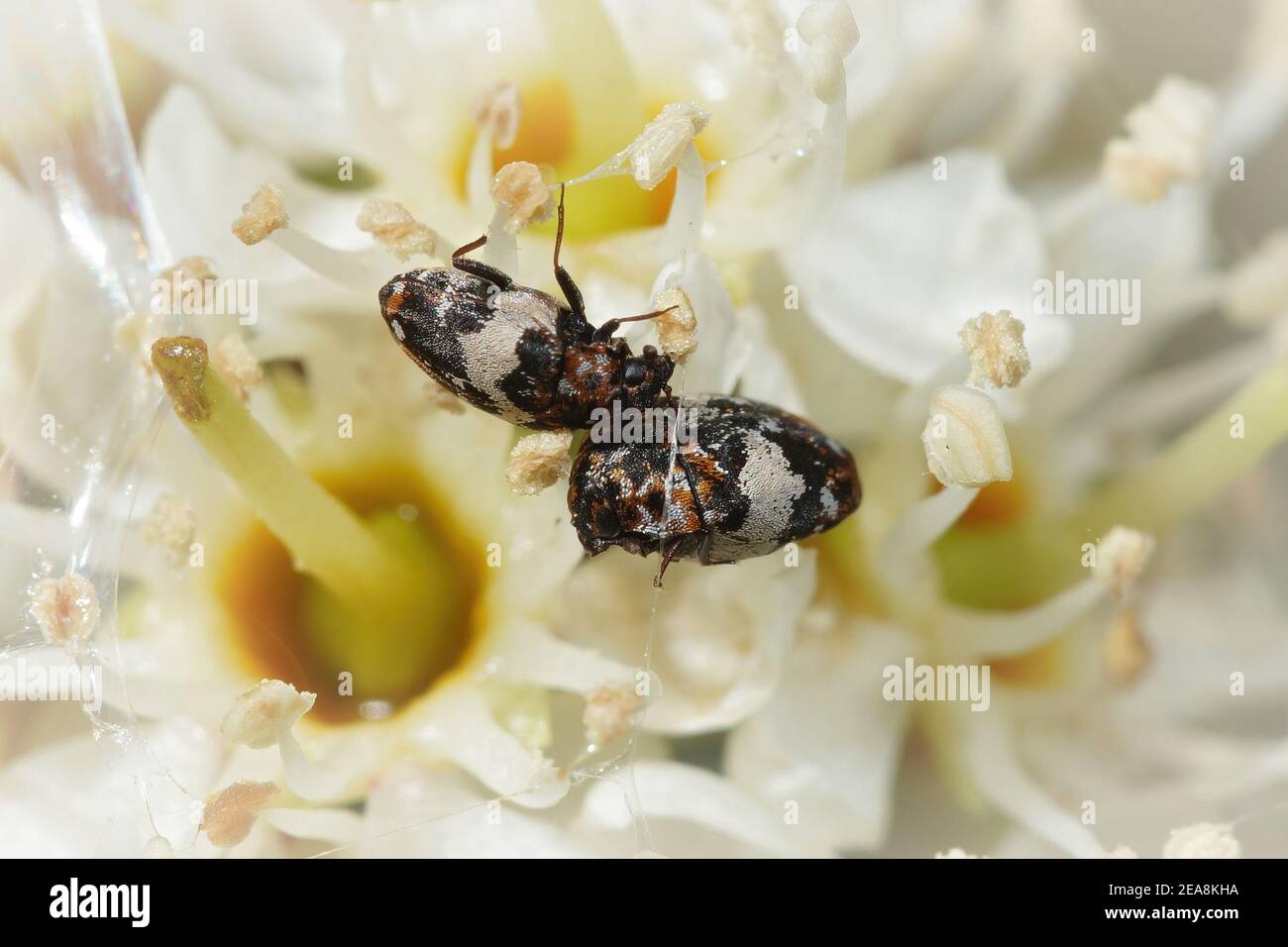 Close up of a couple carpet beetles ,  Anthrenus pimpinellae , in white flowers Stock Photo