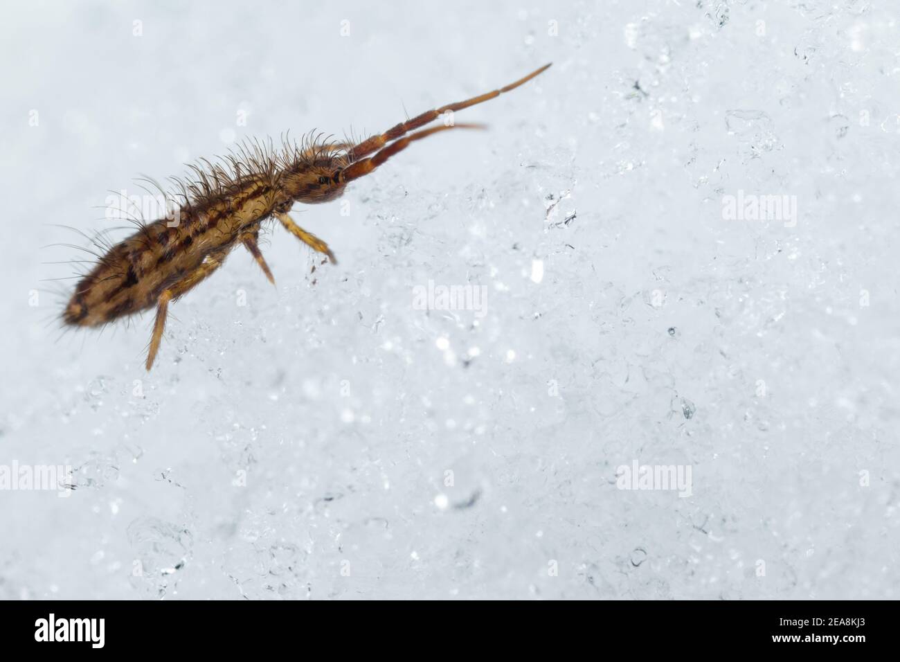 Slender springtail (Orchesella flavescens) walking on snow Stock Photo