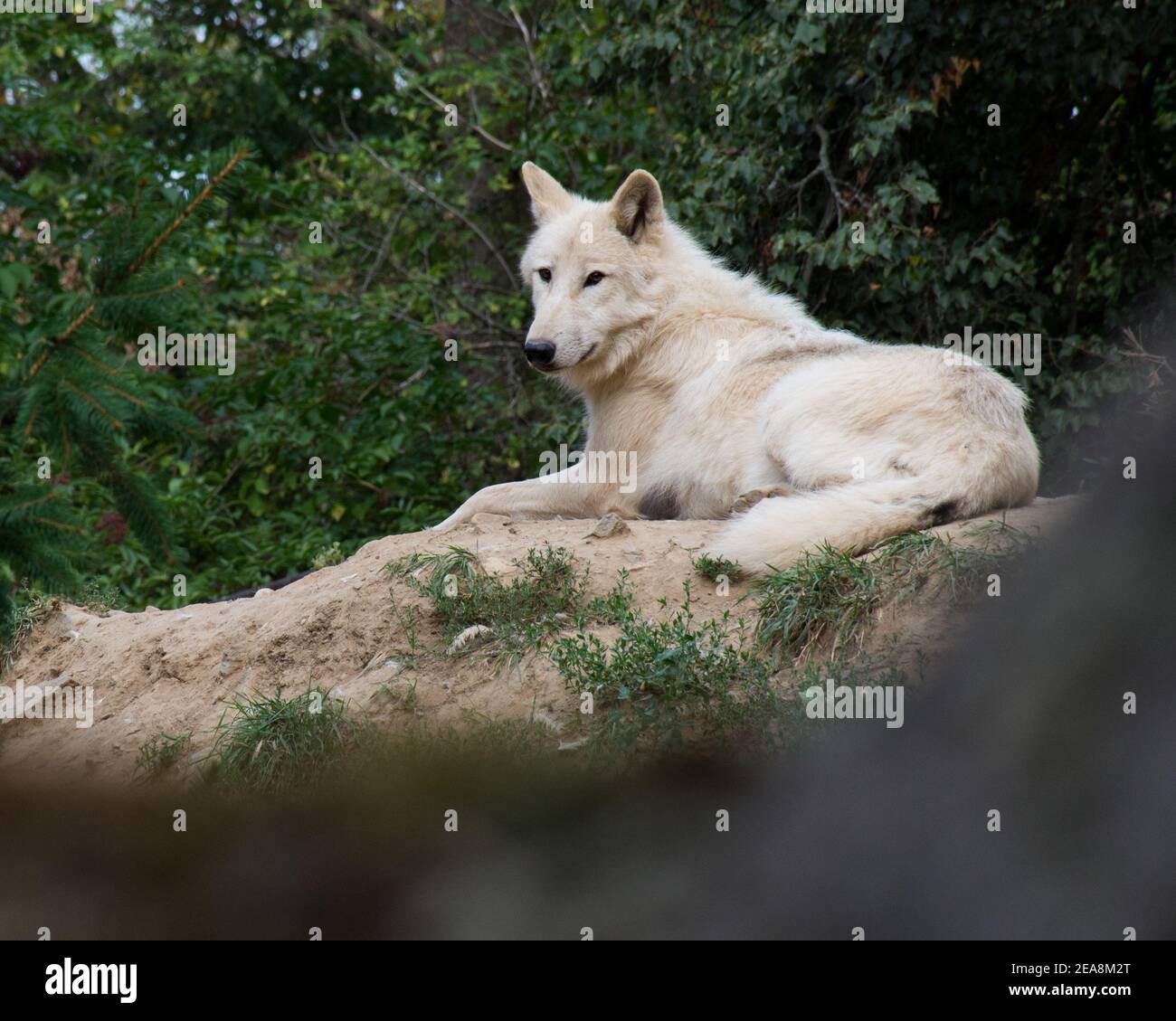 BRNO, CZECH REPUBLIC - Feb 17, 2018: Wolf sitting on a hill in a zoo. Stock Photo
