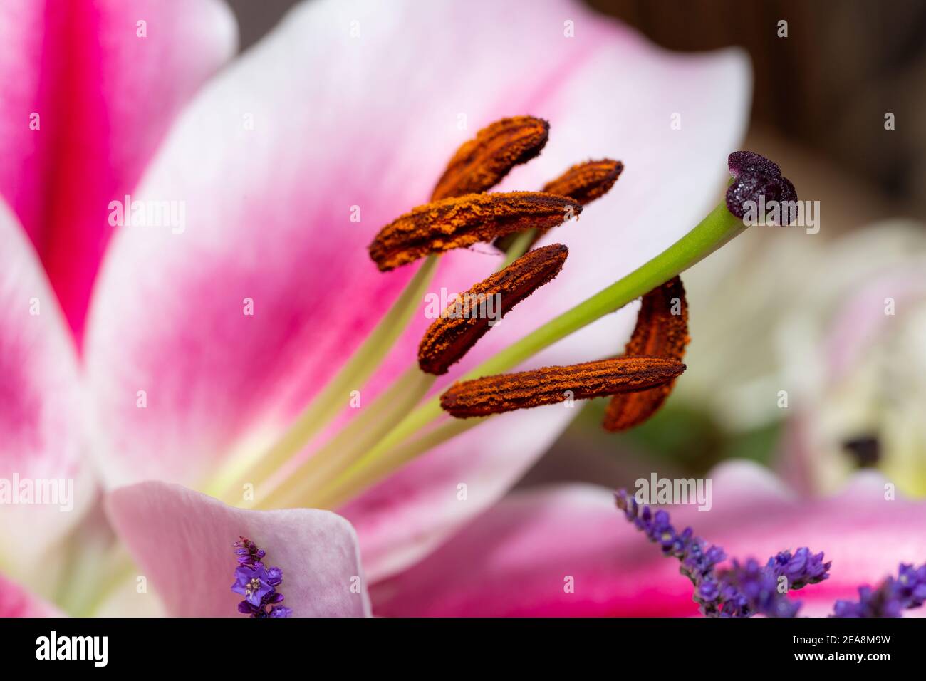 A macro close up of pollen on the stamen of a lilly flower Stock Photo