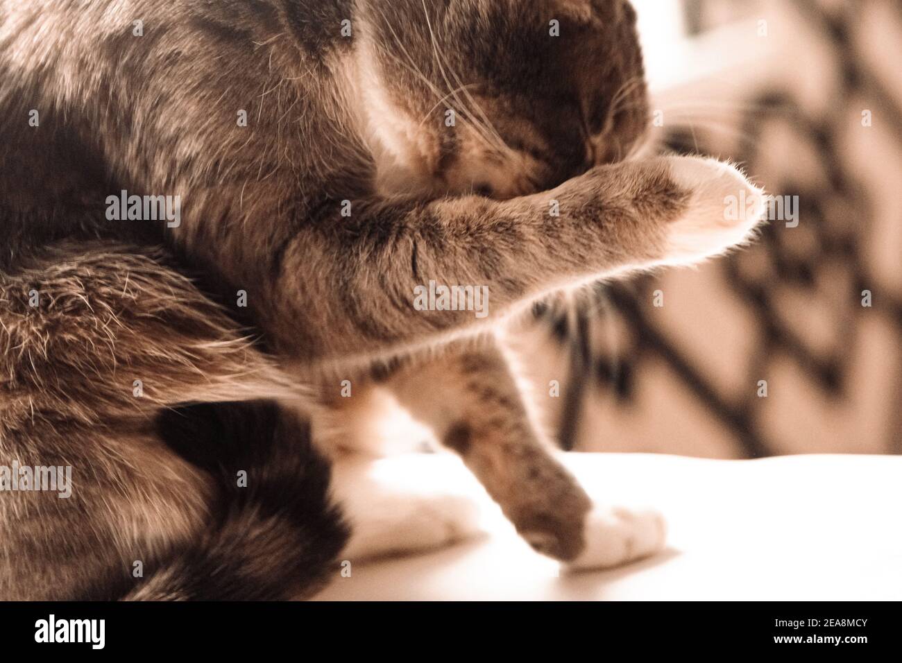 Grey cat hide his face with a paw. Cat feel shame Stock Photo Alamy