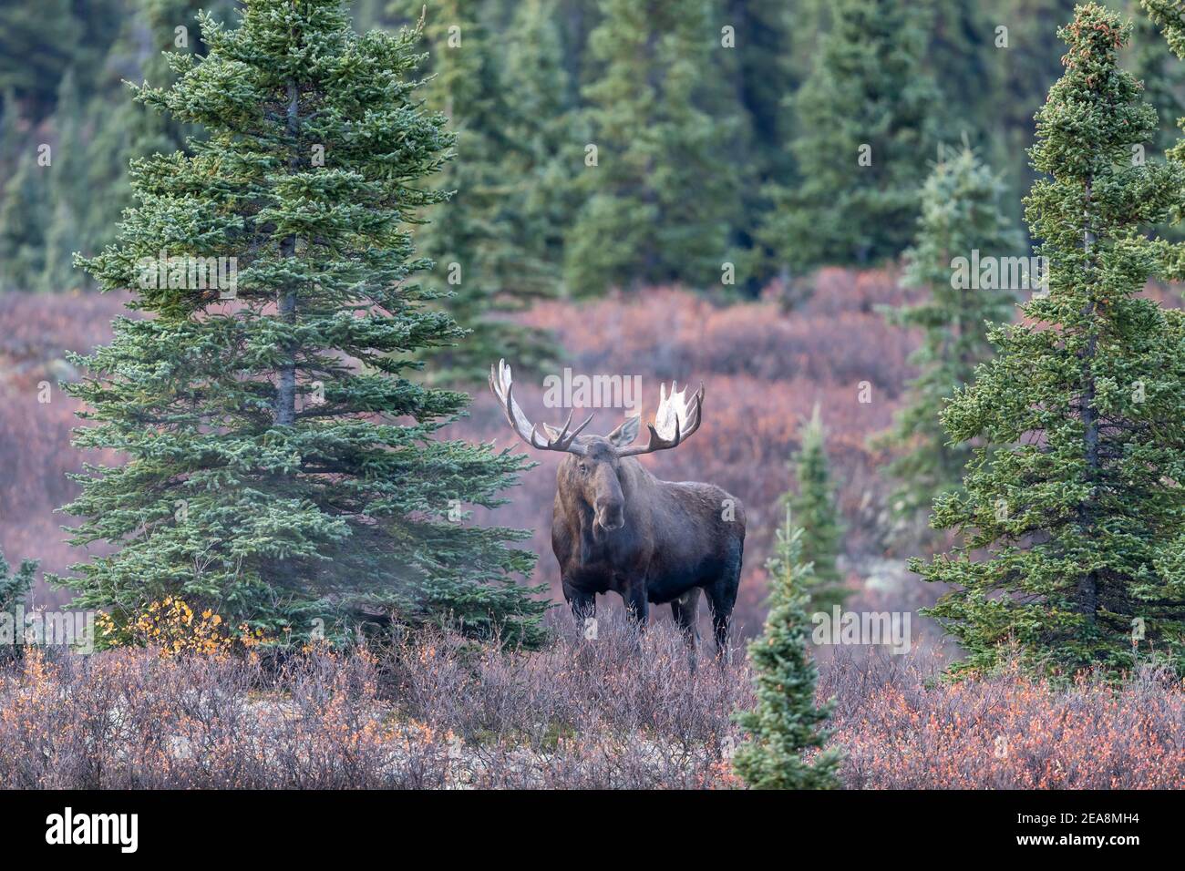 Alaska Yukon Bull Moose in Denali National Park in Autumn Stock Photo