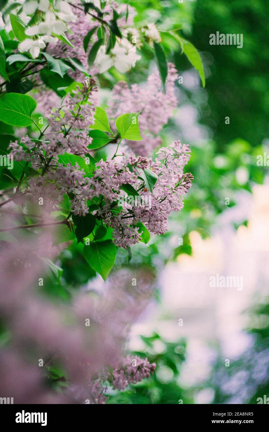 Lilac city hi-res stock photography and images - Alamy