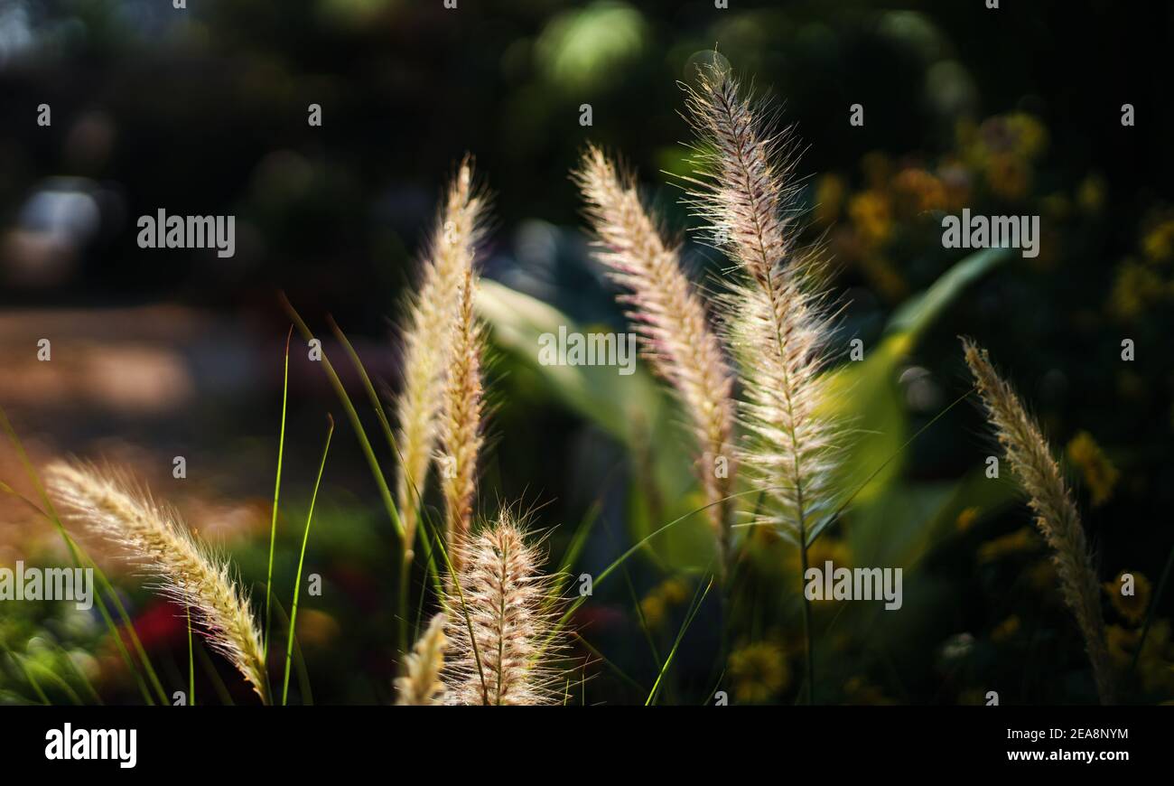 The foxtail grass in the garden Stock Photo