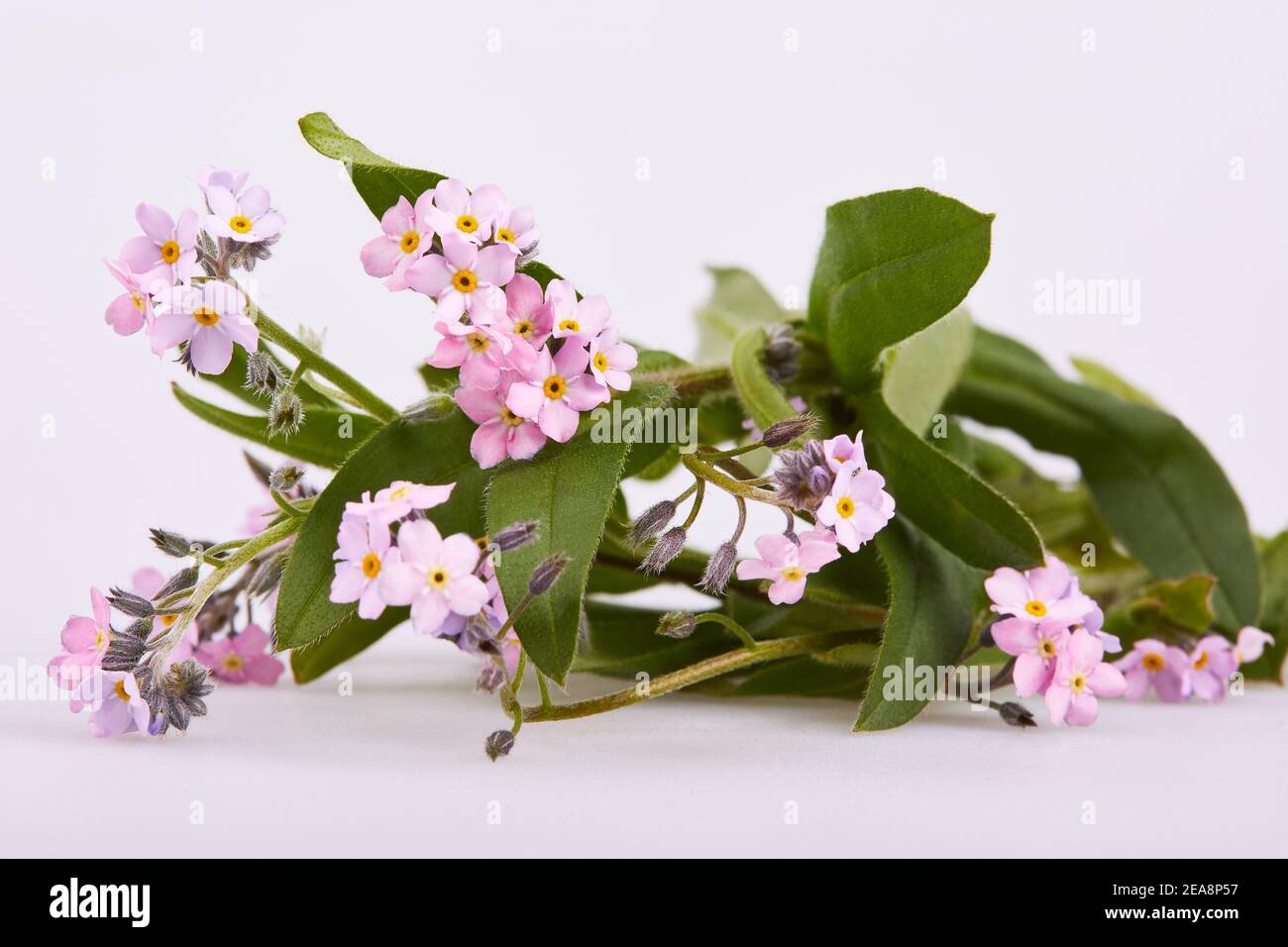 Bunch of small pink forget me not flowers (scorpion grasses, Myosotis) with leaves on  awhite background. Stock Photo
