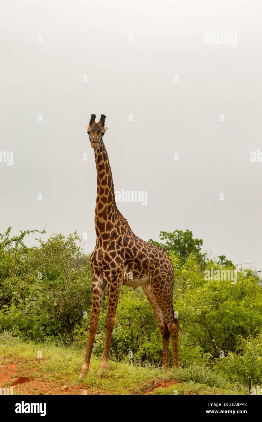 Giraffe isolated in Tsavo East Park Kenya Stock Photo
