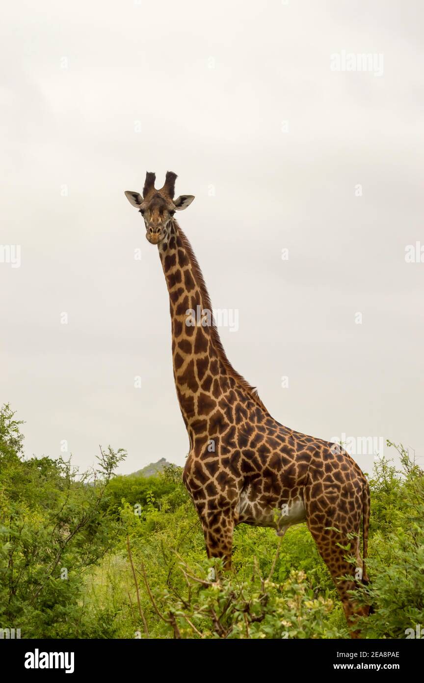 Giraffe isolated in Tsavo East Park Kenya Stock Photo