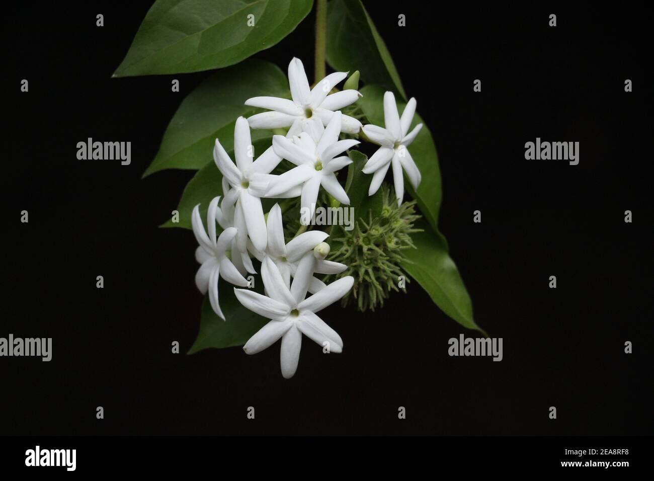 color of jasmine in black background Stock Photo Alamy
