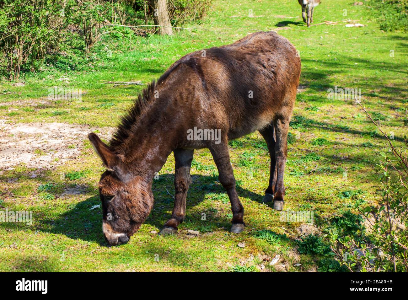 Close up of a brown donkey Stock Photo