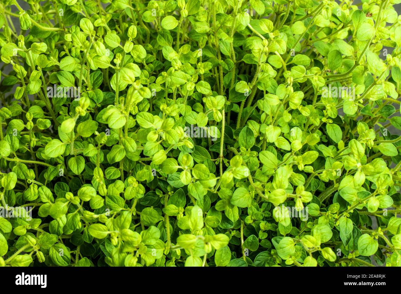 Close up of oregano growing (Oreganum vulgare) Stock Photo