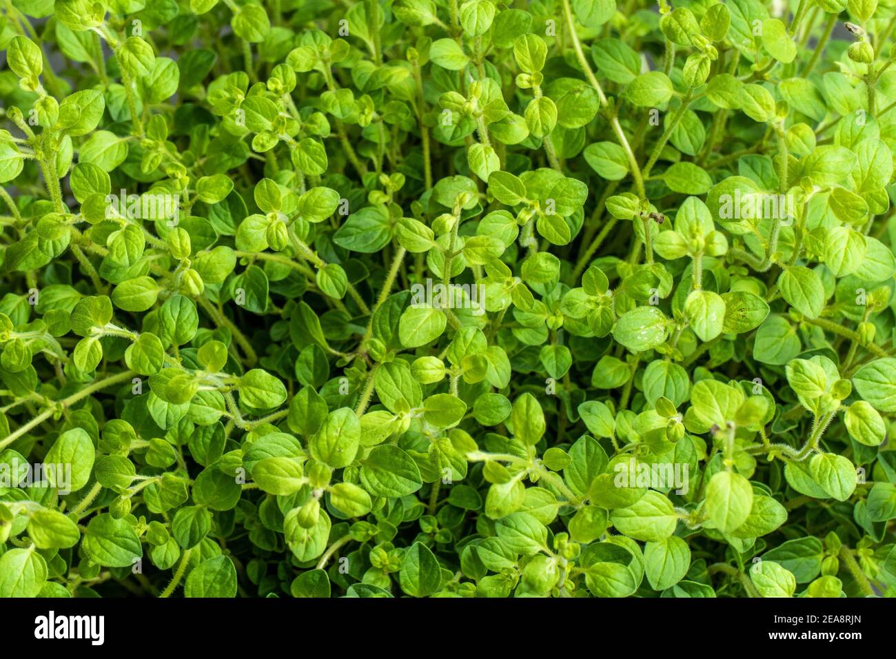 Close up of oregano growing (Oreganum vulgare) Stock Photo