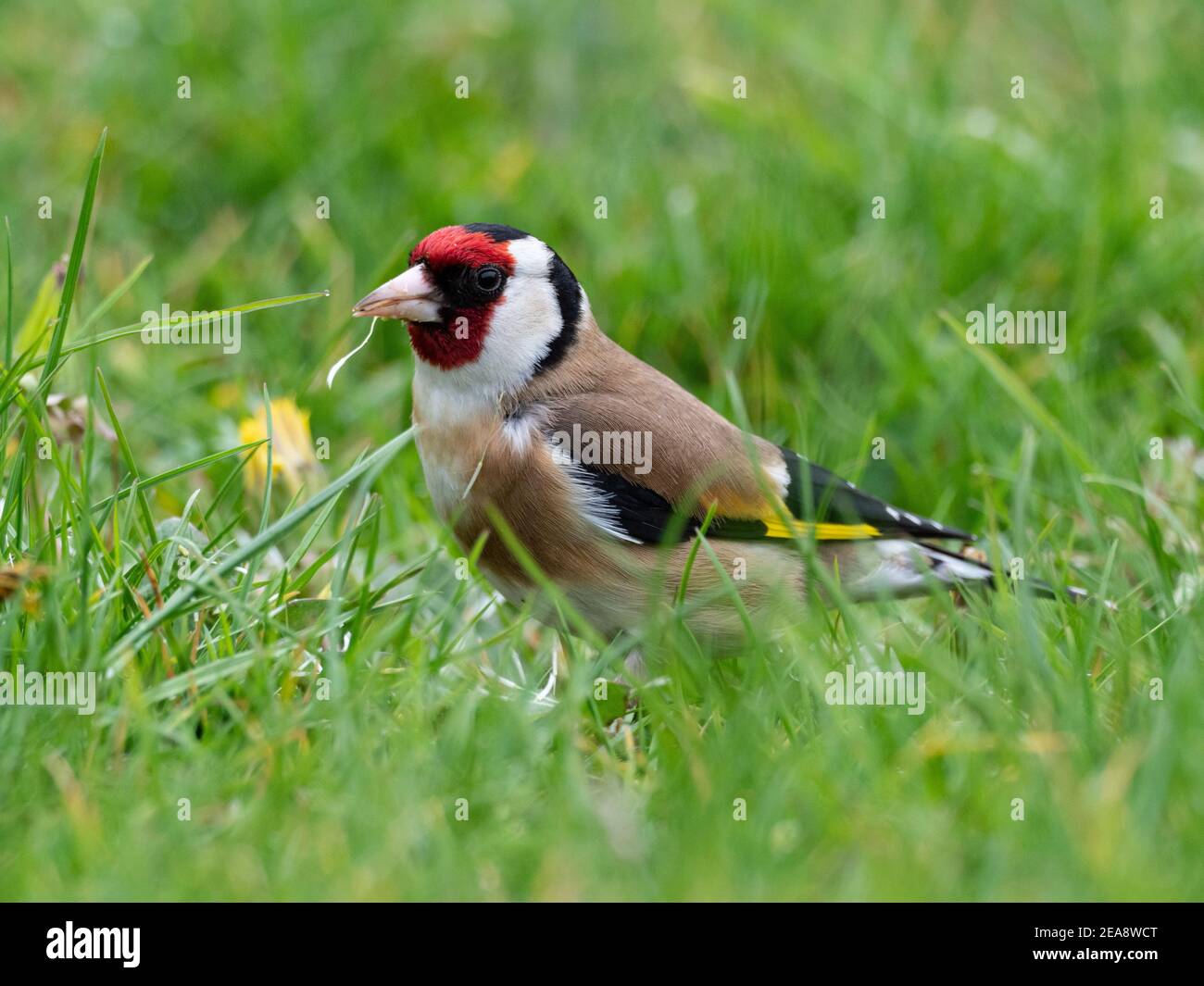Goldfinch eating dandelion seeds Stock Photo - Alamy