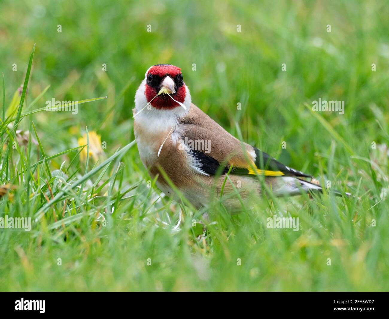Goldfinch eating dandelion seeds Stock Photo - Alamy