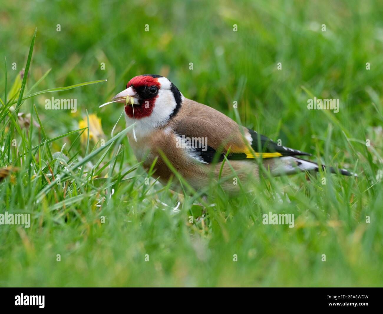 Goldfinch eating dandelion seeds Stock Photo - Alamy