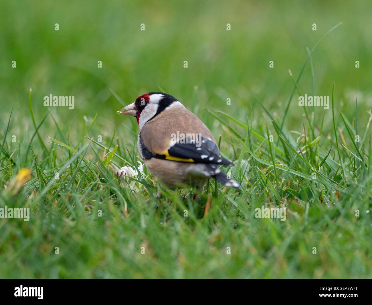 Bird eating dandelion hi-res stock photography and images - Alamy