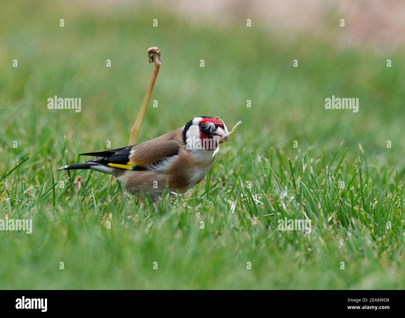 Goldfinch eating dandelion seeds Stock Photo