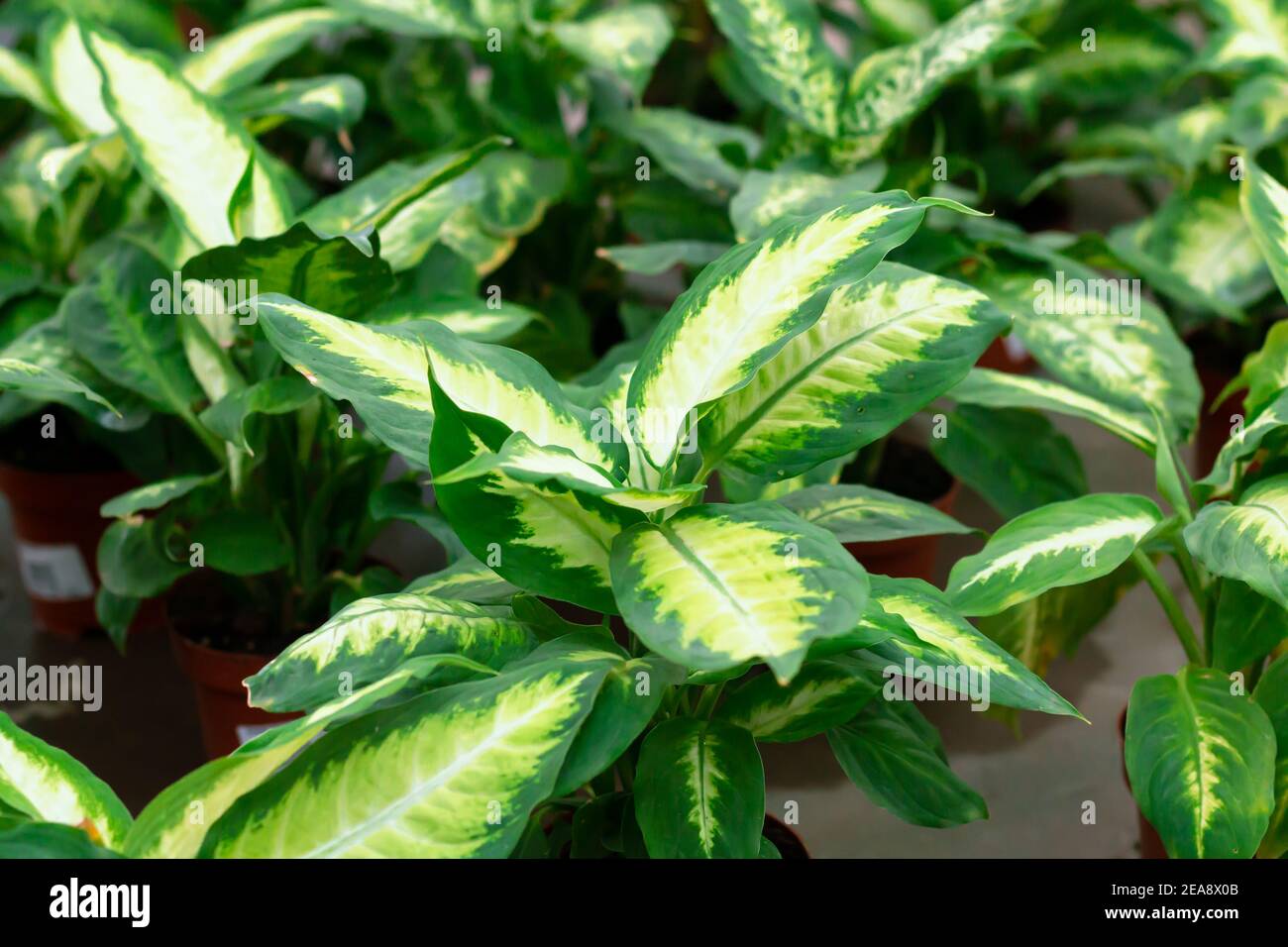 Green potted plants in greenhouse. Dieffenbachia houseplant on sale concept Stock Photo