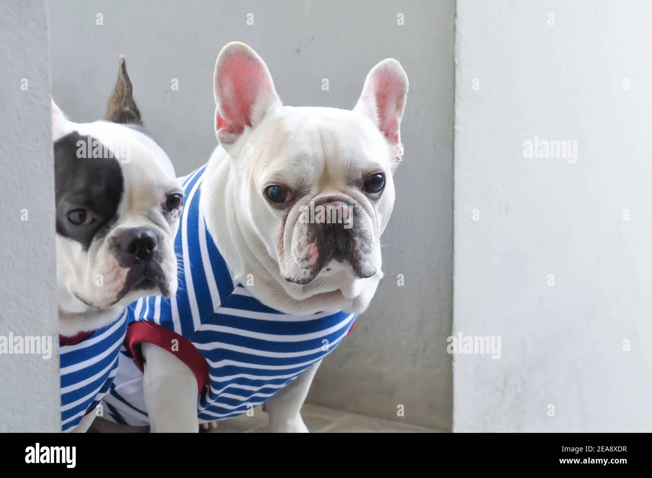 Page 2 Bulldog Cross High Resolution Stock Photography And Images Alamy