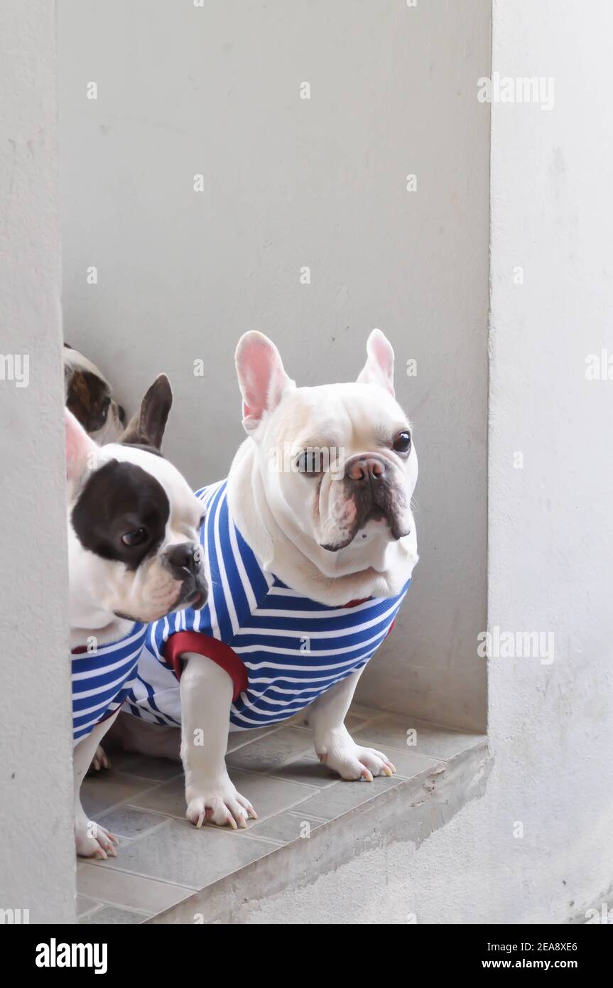 Page 2 Bulldog Cross High Resolution Stock Photography And Images Alamy