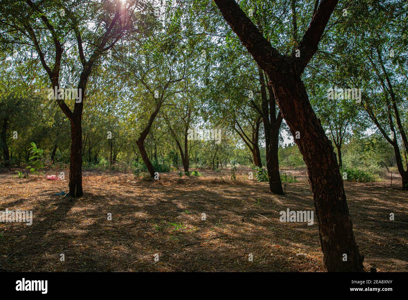 Dense trees in a garden in the city of Jeddah Saudi Arabia Stock Photo