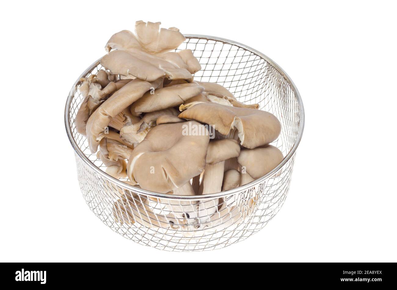 Gray fresh oyster mushrooms isolated on white background. Studio Photo