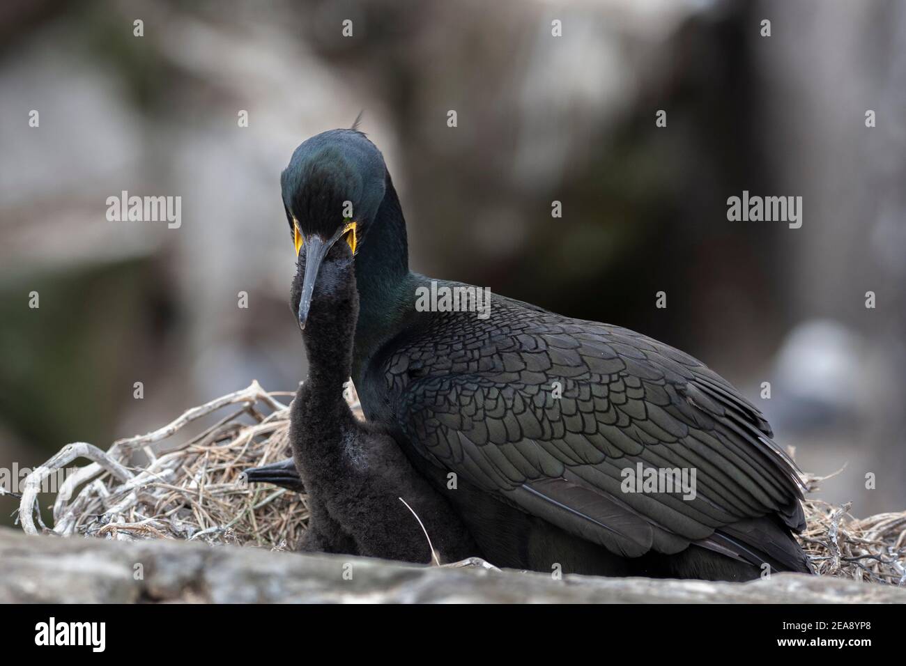 Shag (Phalacrocorax aristotelis) feeding chick, Farne Islands, Northumberland, UK Stock Photo