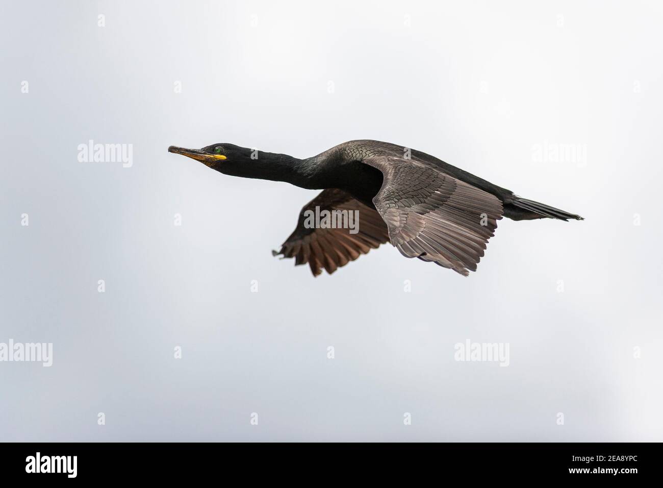 Shag (Phalacrocorax aristotelis) in flight, Farne Islands, Northumberland, UK Stock Photo