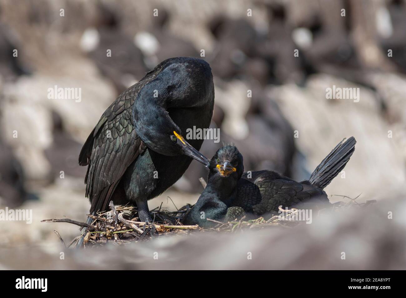 Shag (Phalacrocorax aristotelis) pair allogrooming, Farne Islands, Northumberland, UK Stock Photo