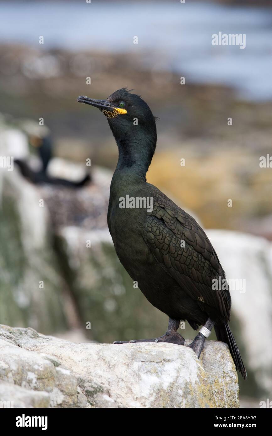 Shag (Phalacrocorax aristotelis), Farne Islands, Northumberland, UK Stock Photo