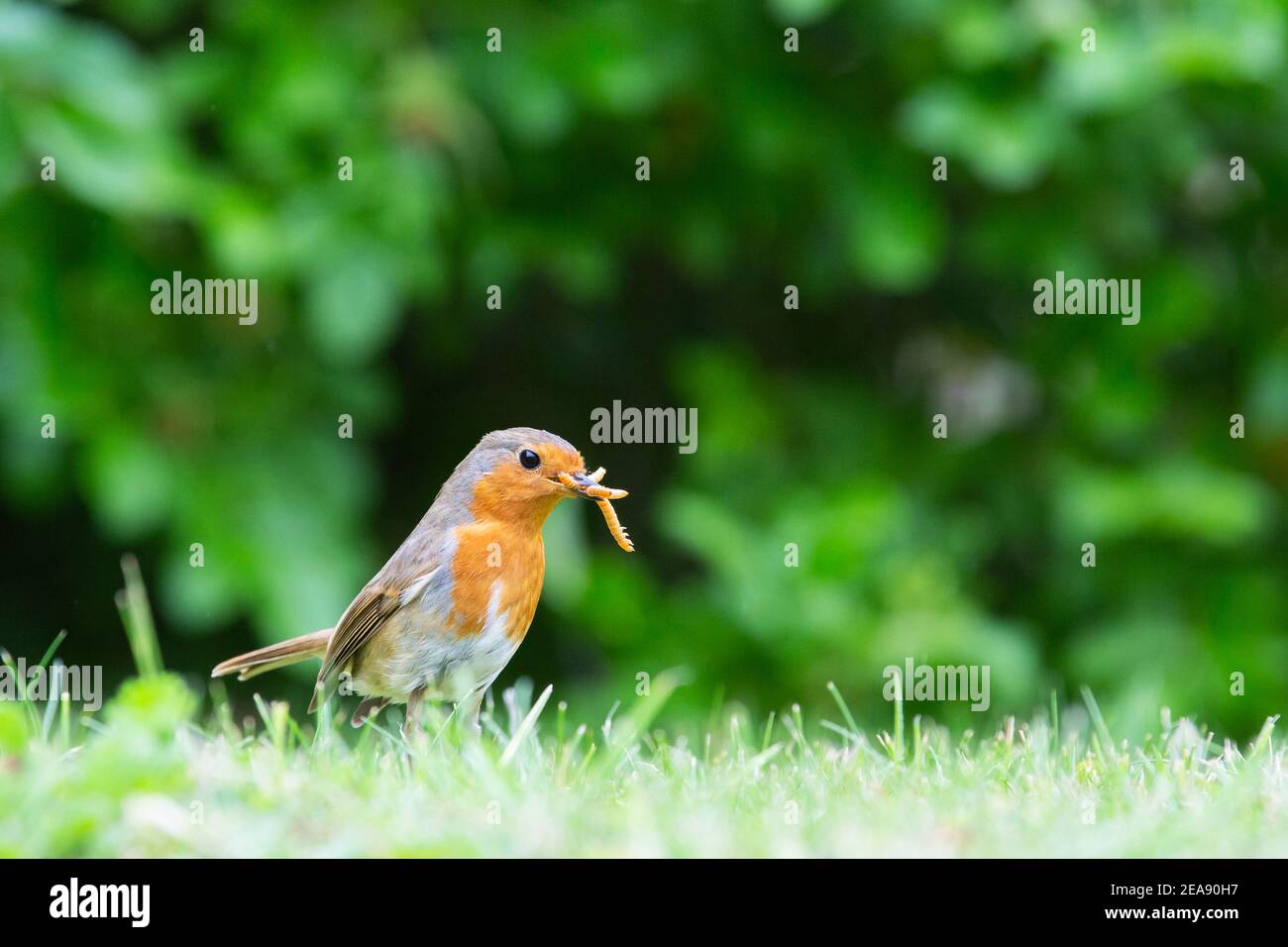 Robin [ Erithacus rubecula ] on lawn with mealworms in its beak Stock