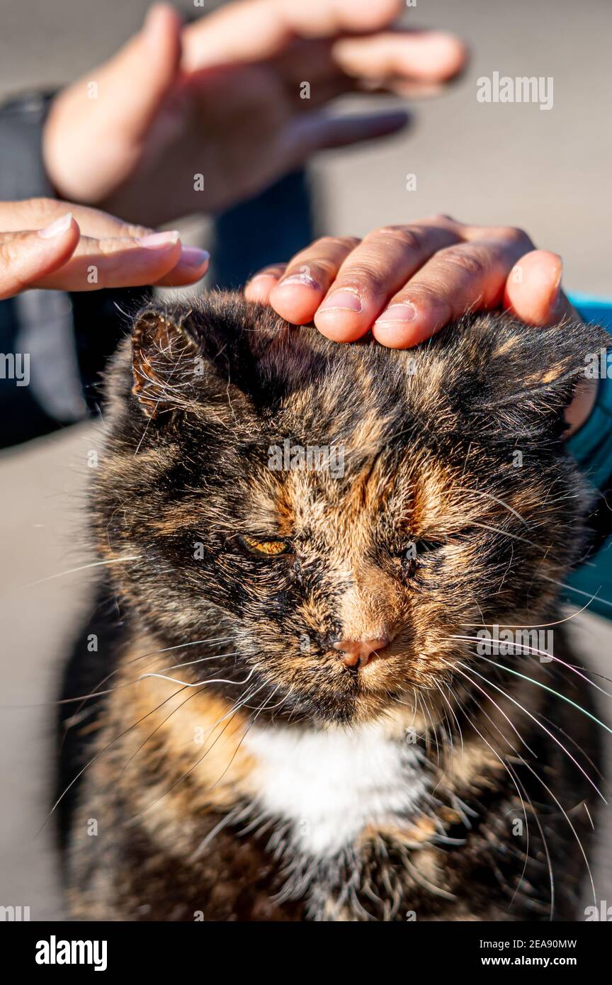 Hand caressing cat. One tabby cat. Care with love. Lausanne, Switzerland. Stock Photo