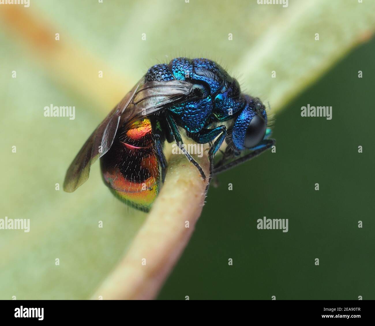 The Cuckoo Wasps – some of nature's artworks