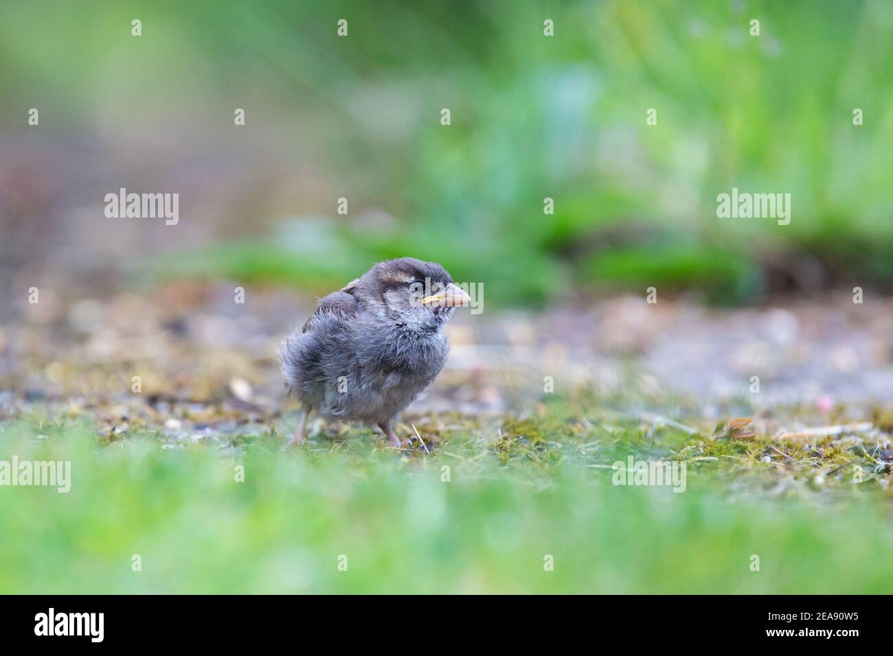Baby House  Sparrow [ Passer domesticus ] on garden path from very low viewpoint Stock Photo