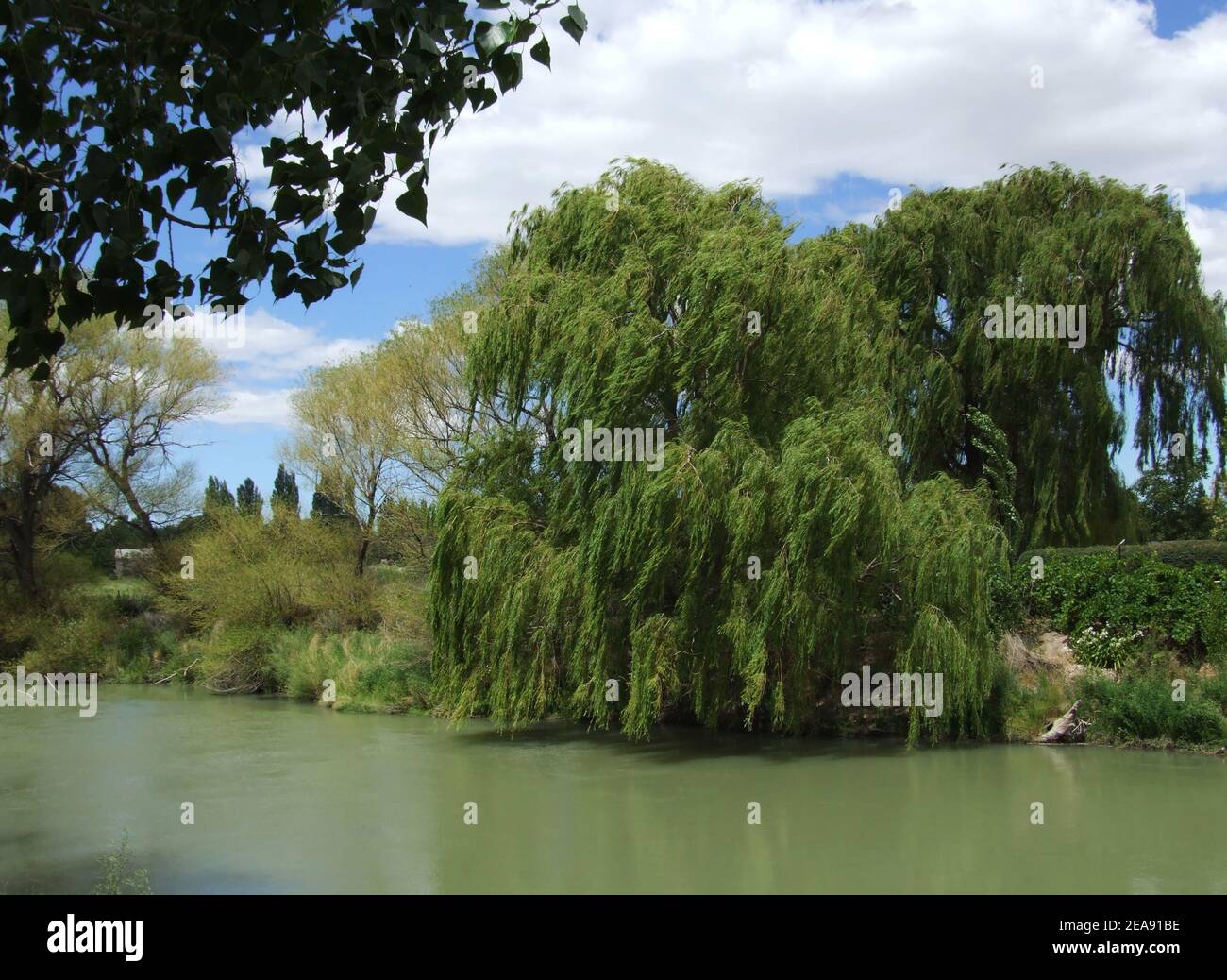 Wind blowing weeping willow tree hi-res stock photography and images ...