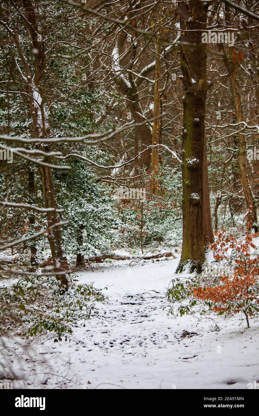 A snowy winters day in Ecclesall Woods, an ancient woodland in Sheffield, UK Stock Photo