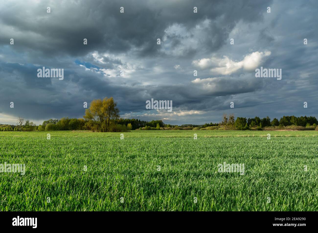 Green field and evening clouds on the sky Stock Photo