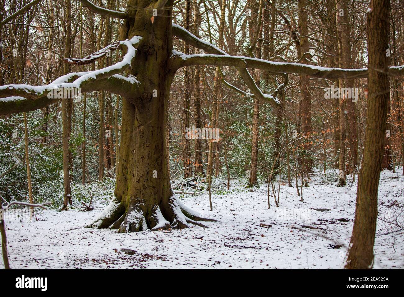 A snowy winters day in Ecclesall Woods, an ancient woodland in Sheffield, UK Stock Photo