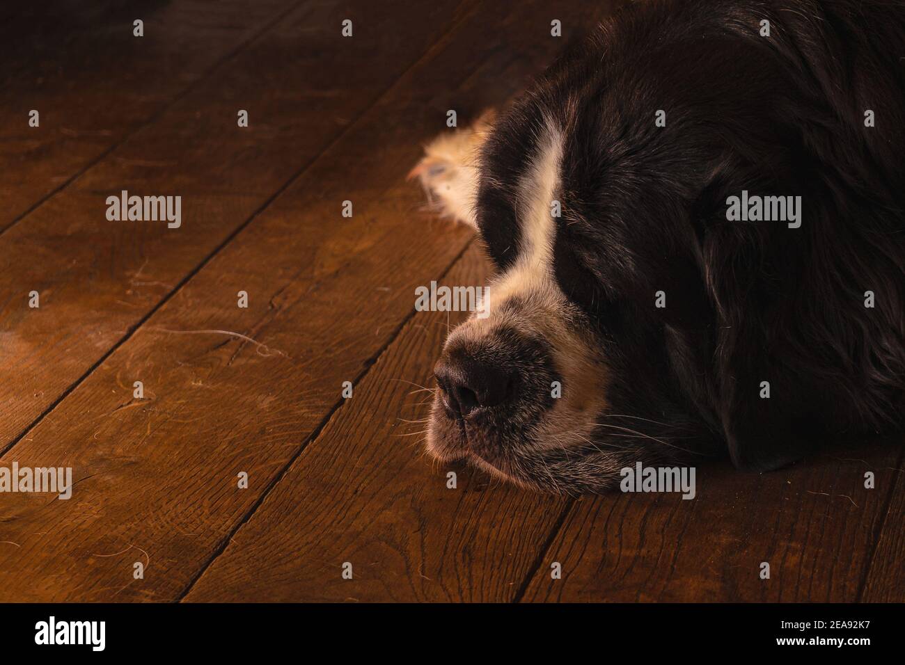 Dog sleeping on floor Stock Photo Alamy