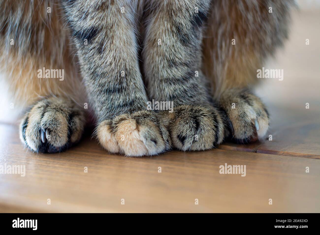 Shot of cute soft cat paws while sitting on table. Stock Photo