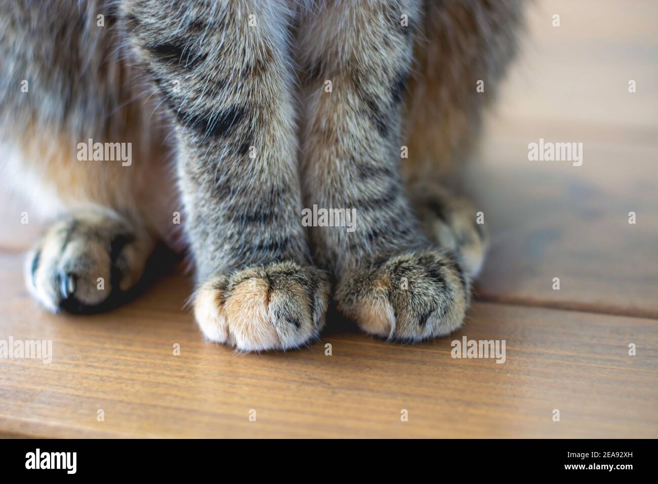Shot of cute soft cat paws while sitting on table. Stock Photo