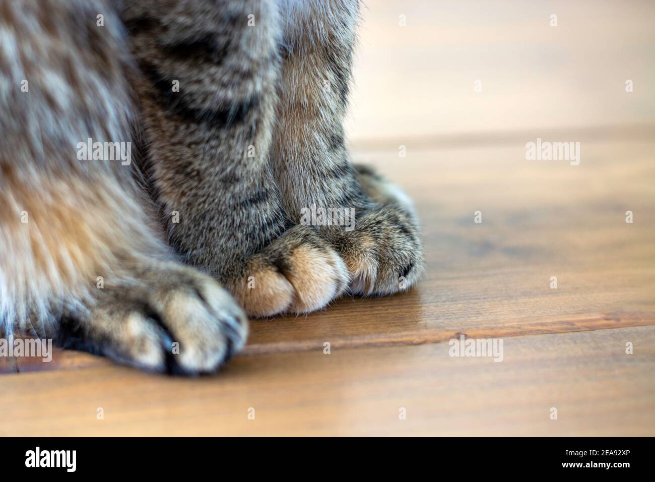 Side view shot of cute soft cat paws while sitting on table. Stock Photo