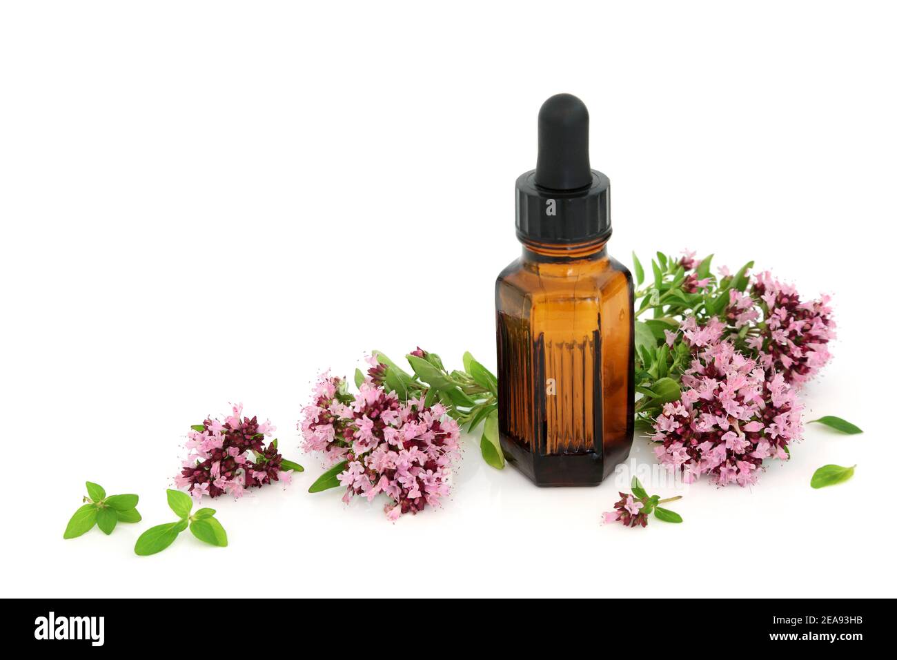 Oregano herb flowers leaves with essential oil bottle. Used in seasoning, aromatherapy and