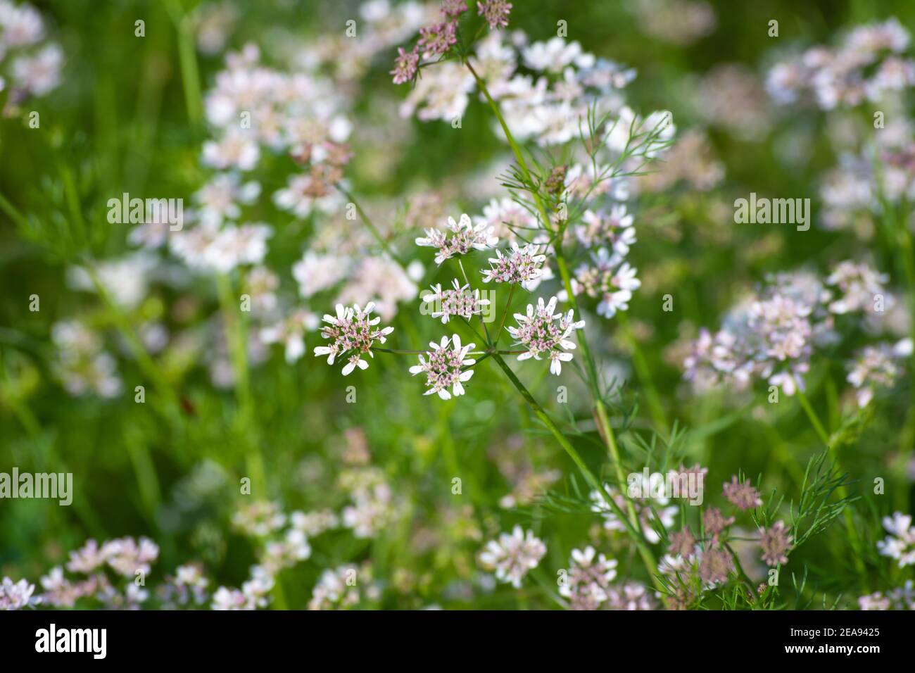 Coriander flowers in the garden Stock Photo Alamy