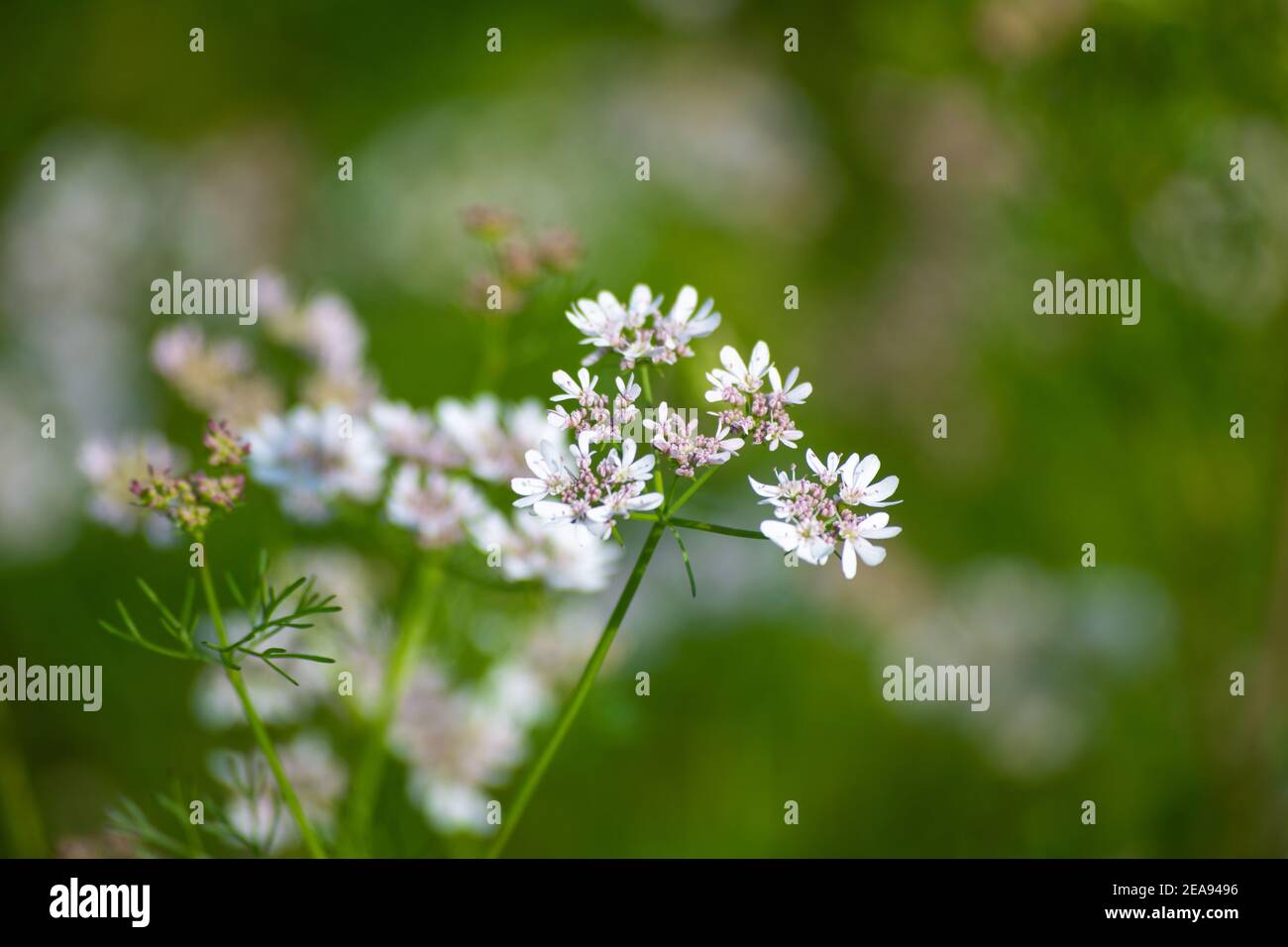 Coriander flowers hires stock photography and images Alamy