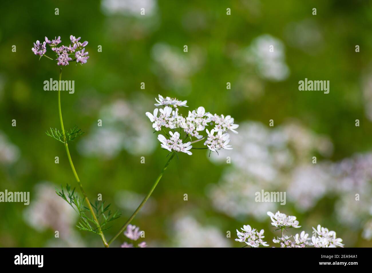 Coriander flowers in the garden Stock Photo Alamy